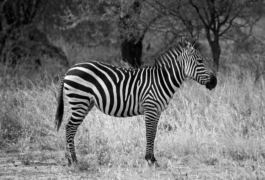 Black and white image of a zebra taken in Tarangire national park, Tanzania