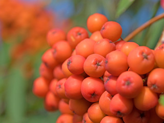 Vogelbeere, Eberesche, Vogelbeerbaum
