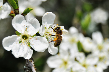 Close up view of a bee harvesting pollen from a prune tree flower