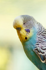 A wavy parrot close-up on a blurred background. Macro photo of a pet.