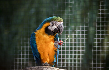 Parrot ara eats cherry and sits on a branch. Wild parrot bird, gold-blue parrot Macaw, Ara ambigua. Wild rare bird in the nature habitat.