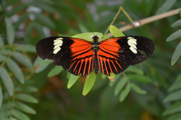 Fototapeta na wymiar Postman butterfly heliconius melpomene 