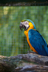 Blue-and-yellow macaw (Ara ararauna), Macaw parrot ion a green nature background.