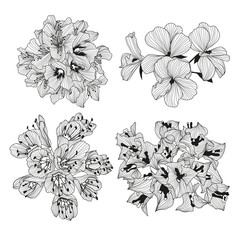 hand drawn floral decorations