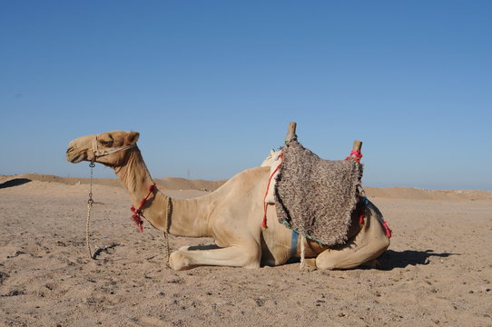 Egyptian camel for tourist