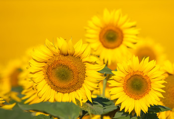 Field of sunflowers . Close up of sunflower against a field