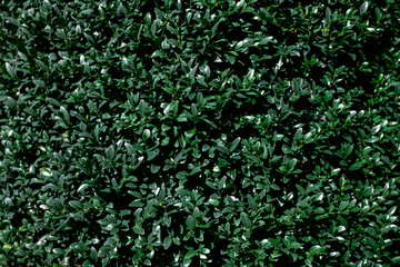 Green leaf texture. Abstract leaf texture for background.