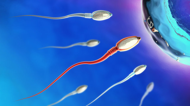 Sperm - spermatozoa - sperm cells moving to the right towards egg cell