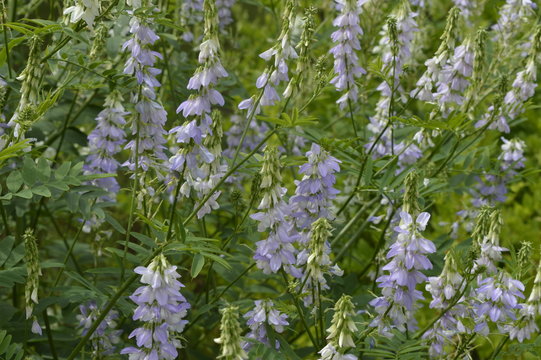 Galega officinalis - tall ornamental plant with butterflies in bluish color