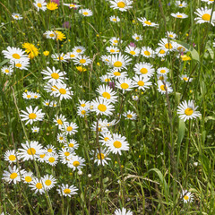 Margeriten blühen auf der Wiese