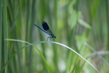 Blauflügel-Prachtlibelle auf Schilfblatt