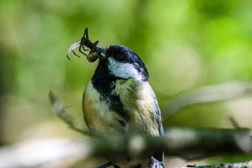 Oscine bird with some food