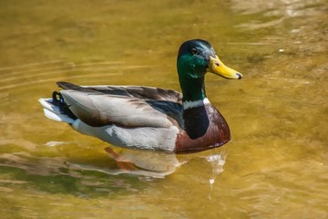 Fototapeta premium Mallard duck swimming on a pond