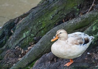 Mallard duck sitting next to a river