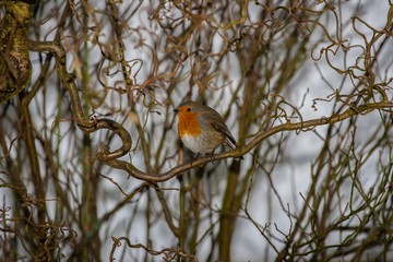 Oscine bird sitting on a limb