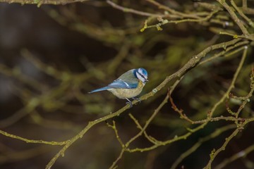 Oscine bird sitting on a limb