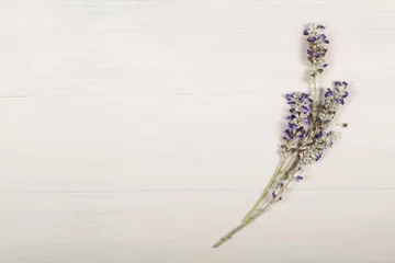 Photo sur Plexiglas Lavande lavender