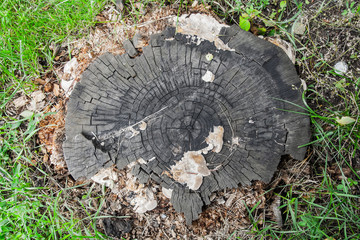 Old gray decayed stump. background, texture, nature.