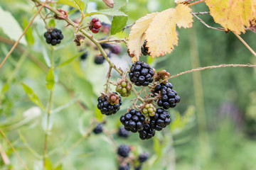 Ripe Wild blackberries on the bush in wood, Rubus fruticosus