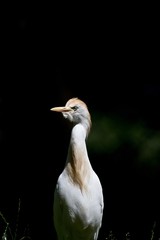 White crane bird in front of black background