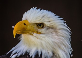Close up portrait of a Sea Eagle