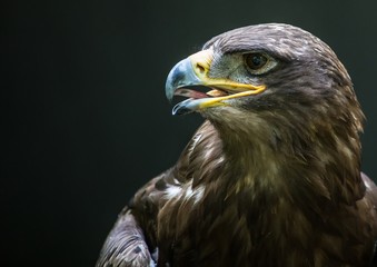 Close up portrait of a Stone Eagle
