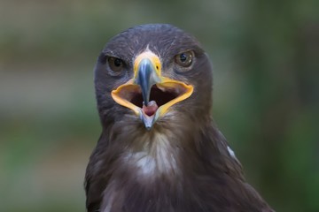 Obraz premium Close up portrait of a Stone Eagle