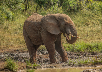 Obraz premium Young african savannah elephant bull at a waterhole spraying mud on his body as sun protection at the Hluhluwe iMfolozi Park