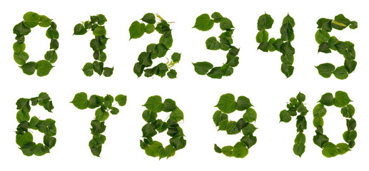 Numbers from leaves and flowers lime