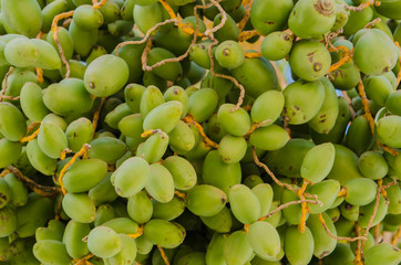 green dates on the palm tree