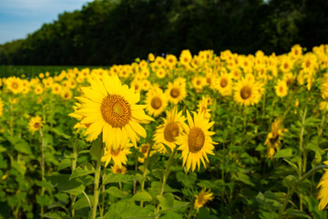 Sunflower Fields