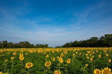 Sunflower Fields