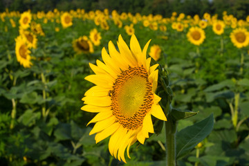 Sunflower Fields
