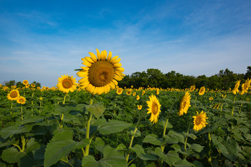 Sunflower Fields