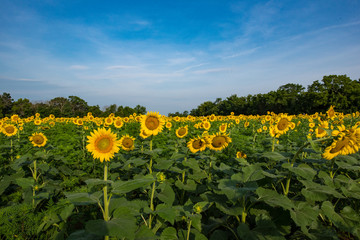 Fototapeta na wymiar Sunflower Fields