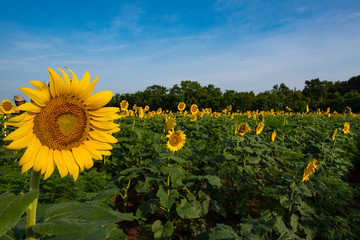 Sunflower Fields