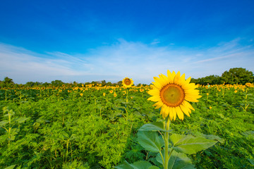 Sunflower Fields