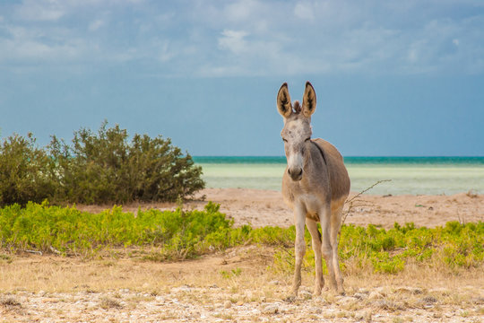 Donkey beside the beach at Cabo de la Vela