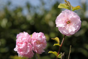 Fototapeta premium Zweig eines blühenden Mandelbaums (prunus dulcis) mit jungen Blättern