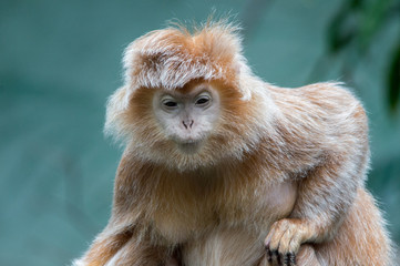 Monkey Squinting to See You