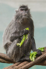 Silver Leafed Monkey eating