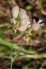 Taubenkropf-Leimkraut (Silene vulgaris) mit glockenförmigen weißen Blüten
