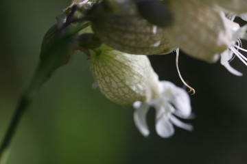 Taubenkropf-Leimkraut (Silene vulgaris) mit glockenförmigen weißen Blüten