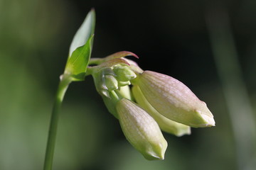 Taubenkropf-Leimkraut (Silene vulgaris) mit weißen Knospen