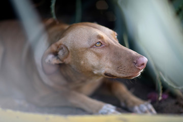 A large dog of light brown color sits on a flower bed next to a bush of aloe