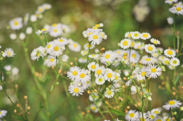 Fototapeta premium Wild camomiles on green field in summer, selective focus