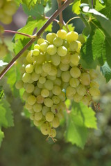 Uva moscatel blanca