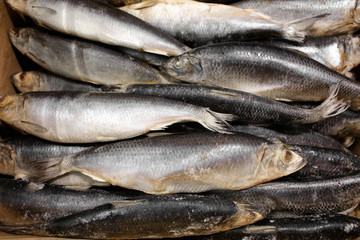 Frozen fish in supermarket
