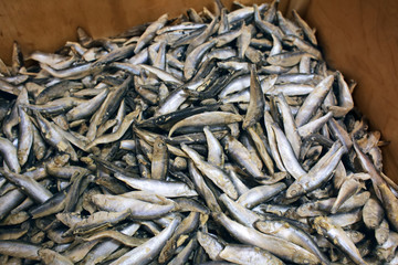 Frozen fish in supermarket