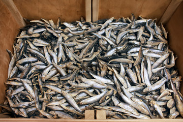 Frozen fish in supermarket